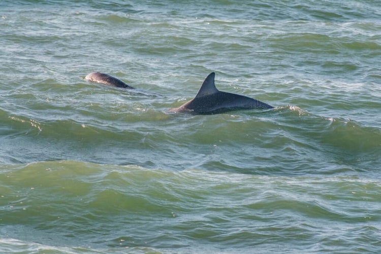 Dolphin Tours